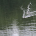 June 8 Ripples caused by geese on the big pond IMG_6524A by georgegailmcdowellcom