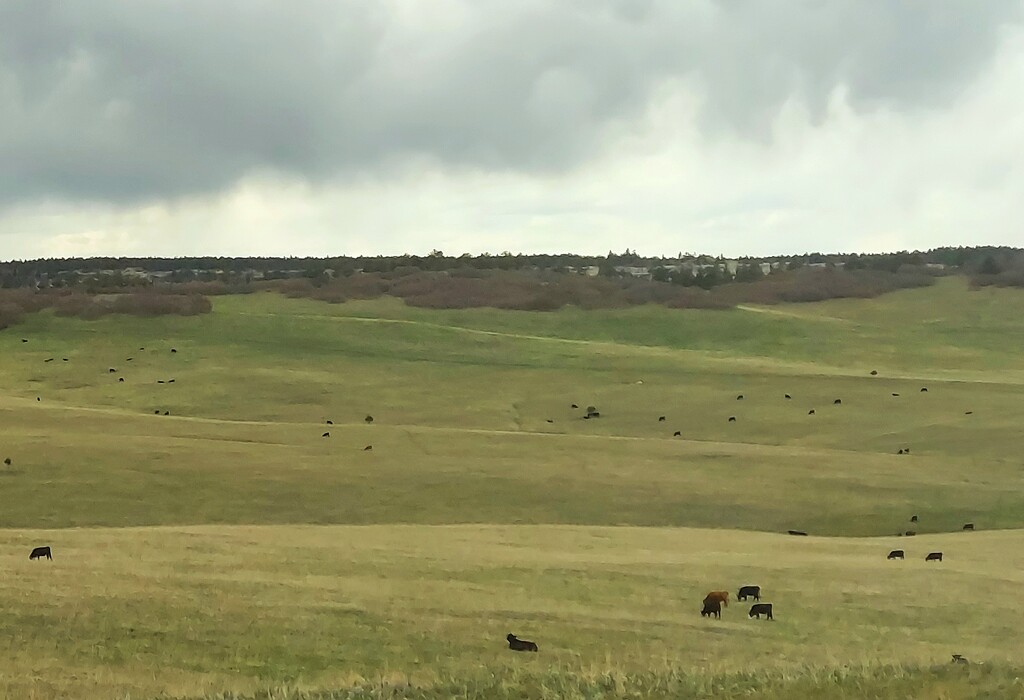 Lots of Cows by harbie
