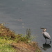 June 9 Blue Heron on the hunt IMG_6527A by georgegailmcdowellcom