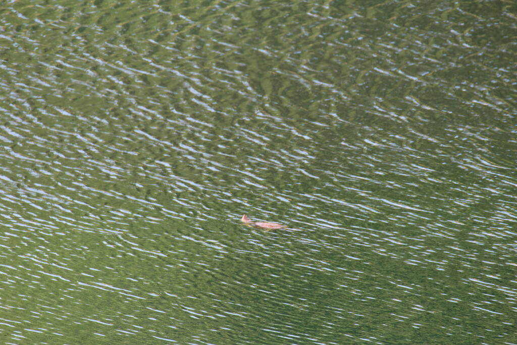 June 10 Better pic of turtle in big pond IMG_6539A by georgegailmcdowellcom