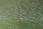 10th Jun 2022 - June 10 Better pic of turtle in big pond IMG_6539A