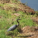 June 12 Heron striding to small pondIMG_6553A by georgegailmcdowellcom