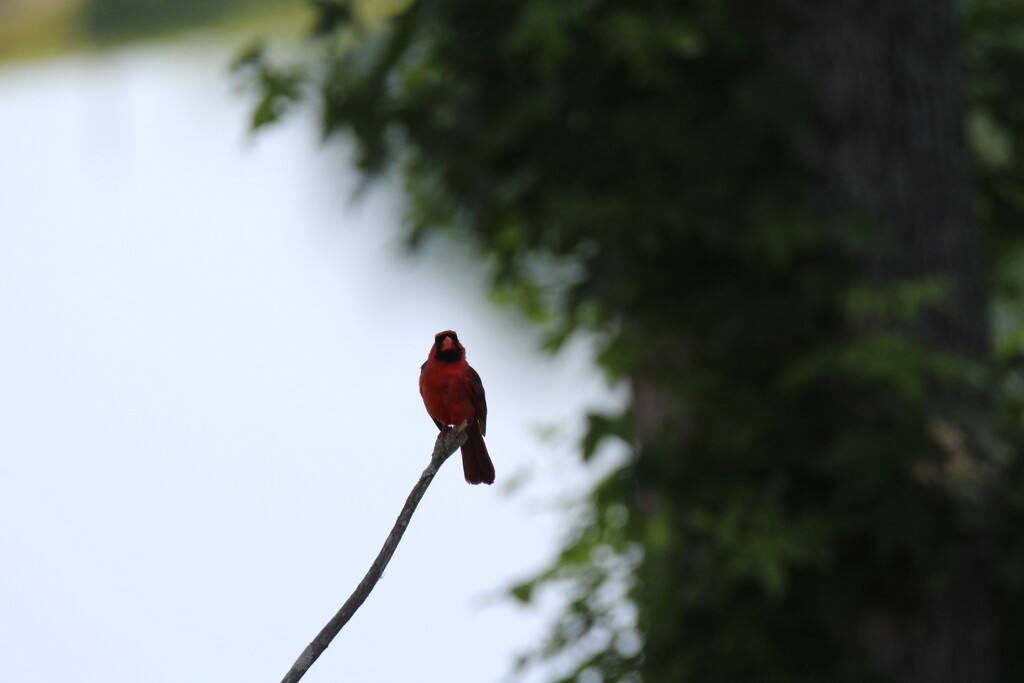 June 13 Cardinal on dogwood IMG_6568 by georgegailmcdowellcom