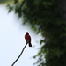June 13 Cardinal on dogwood IMG_6568 by georgegailmcdowellcom