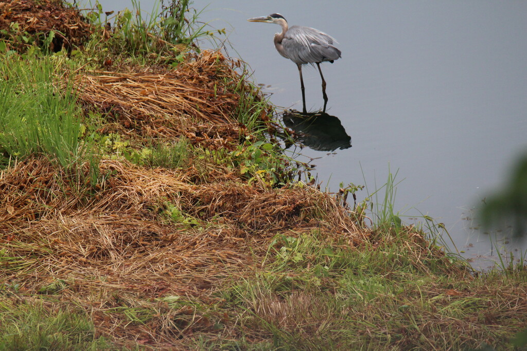 June 14 Heron on the hunt on small pondIMG_6575A by georgegailmcdowellcom