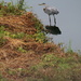 June 14 Heron on the hunt on small pondIMG_6575A by georgegailmcdowellcom