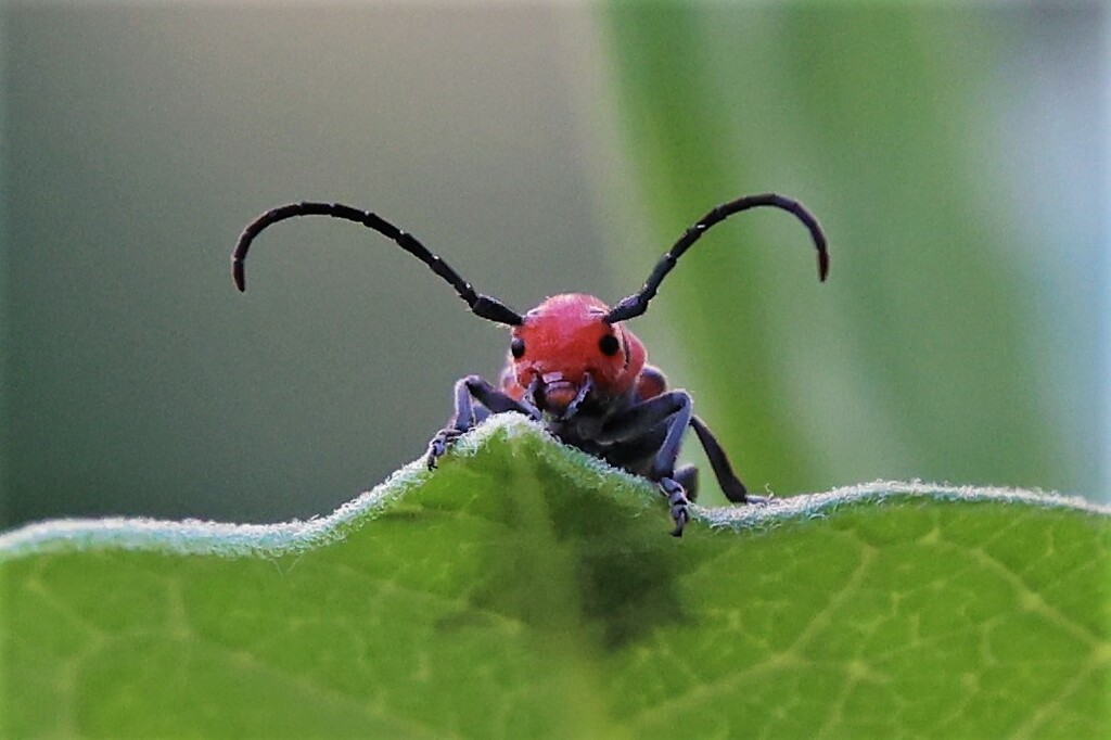 Milkweed Beetle Close-up by lynnz