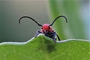 14th Jun 2022 - Milkweed Beetle Close-up