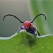 Milkweed Beetle Close-up by lynnz