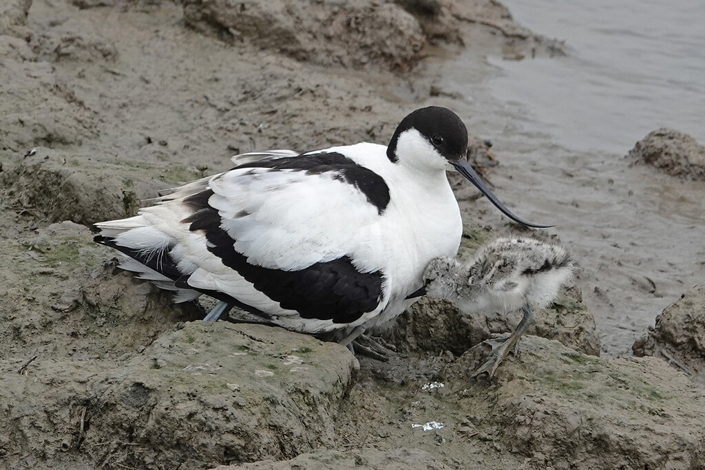 Avocet with chick - UK by annepann