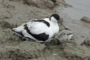 25th May 2022 - Avocet with chick - UK