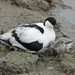Avocet with chick - UK by annepann