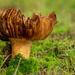 Frilly Fungus by yorkshirekiwi