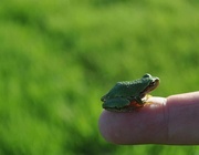 21st May 2022 - A Tiny Frog