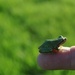 A Tiny Frog by clay88