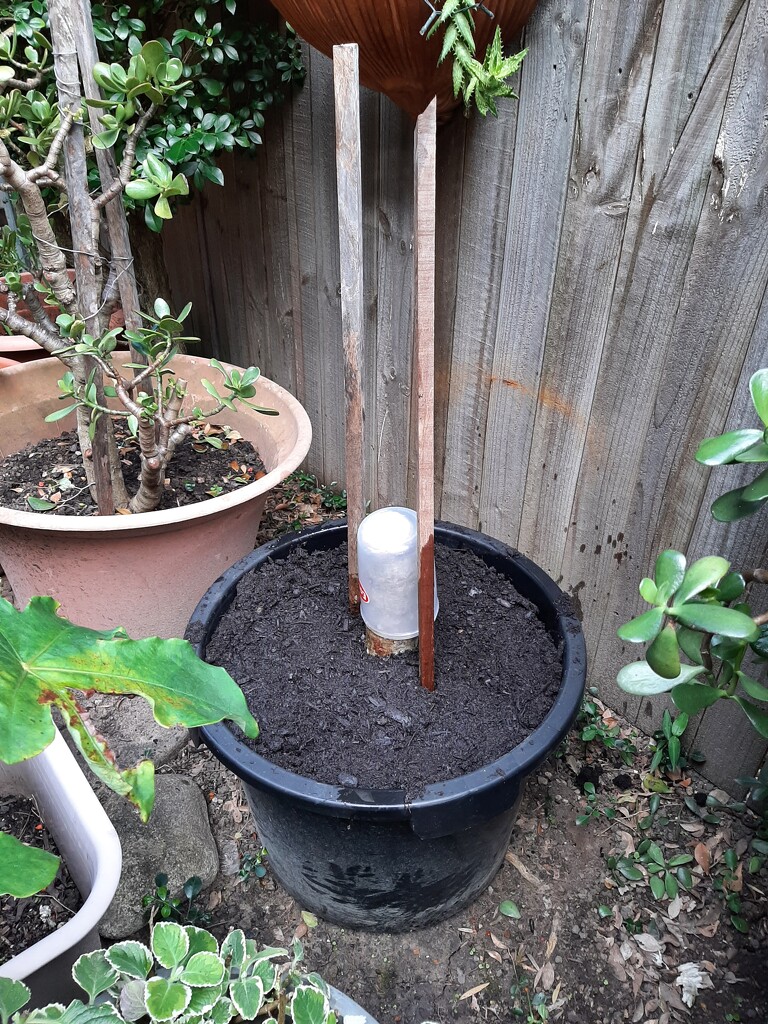 Repotted Jade Trunk by mozette