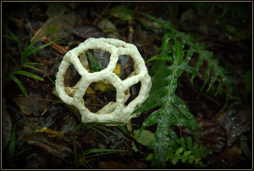 Basket fungi by dide