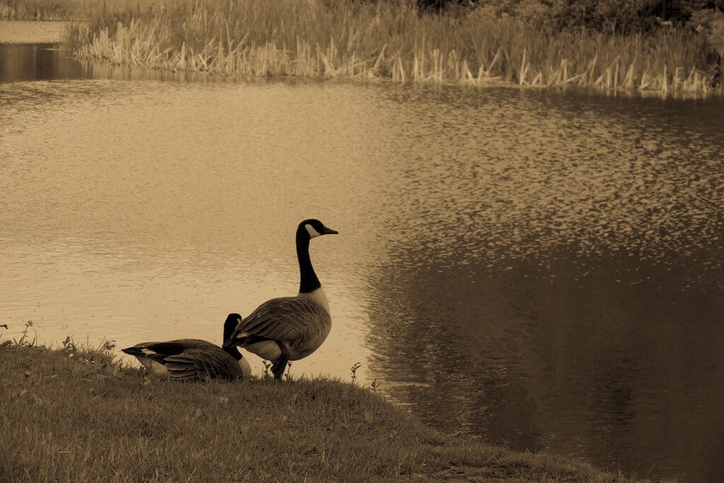 lakeside geese by cam365pix