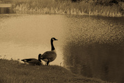 21st May 2022 - lakeside geese