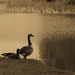 lakeside geese by cam365pix