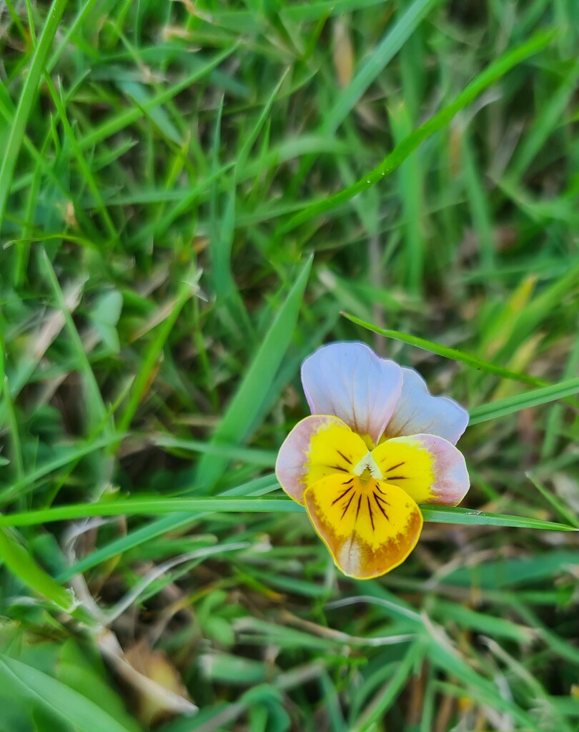 Wild Pansy by serendypyty
