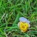 Wild Pansy by serendypyty