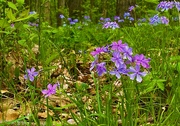 17th May 2022 - Phlox in the Woods