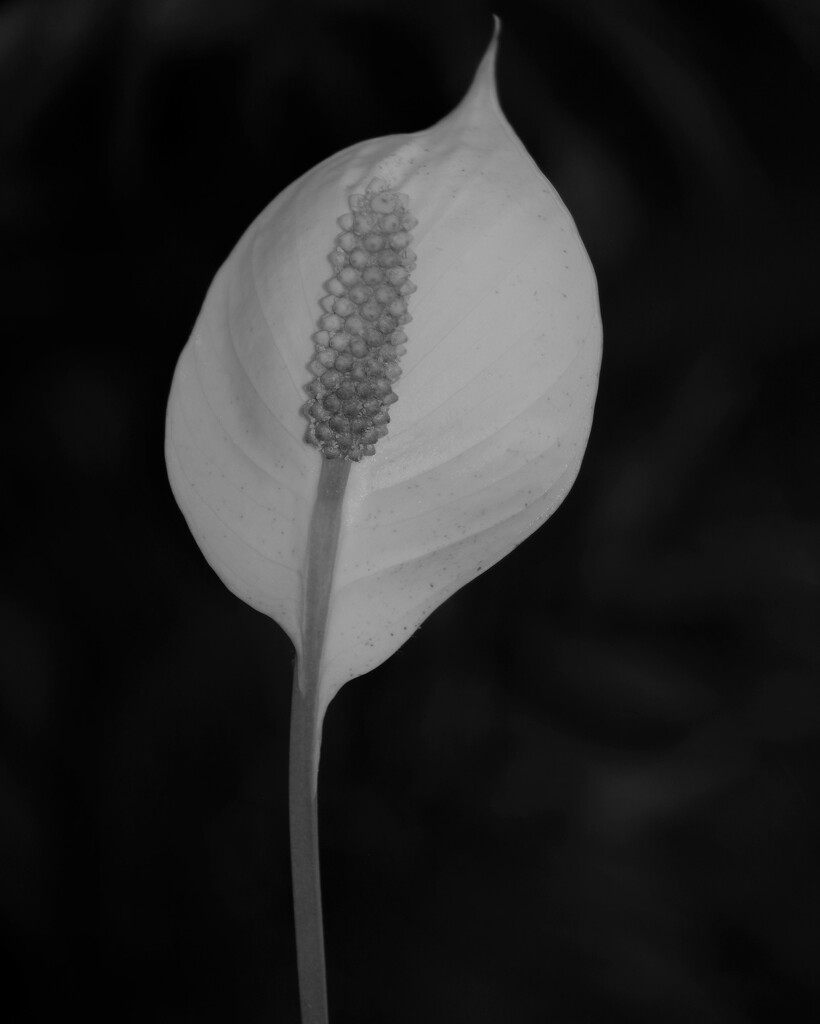 June 15: Peace Lily by daisymiller
