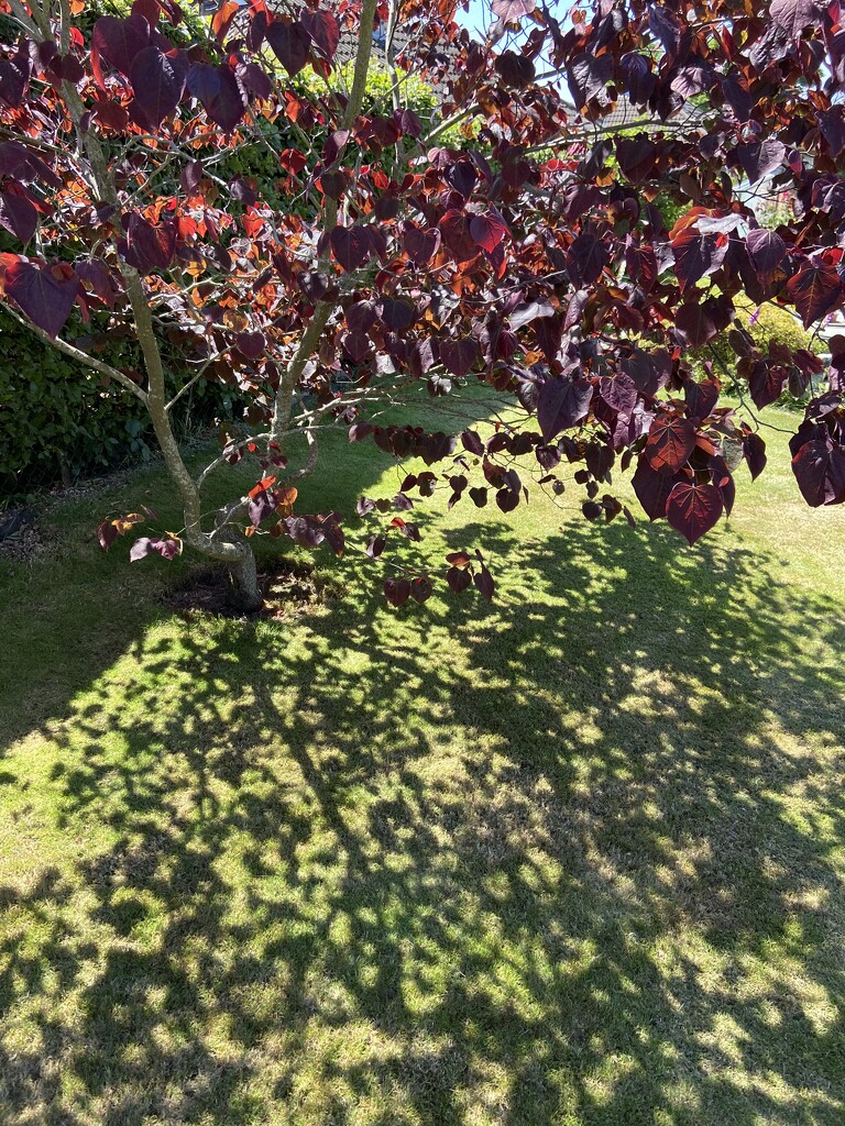 Purple leaf tree by hoopydoo