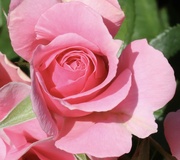 15th Jun 2022 - Pretty Pink Rose 