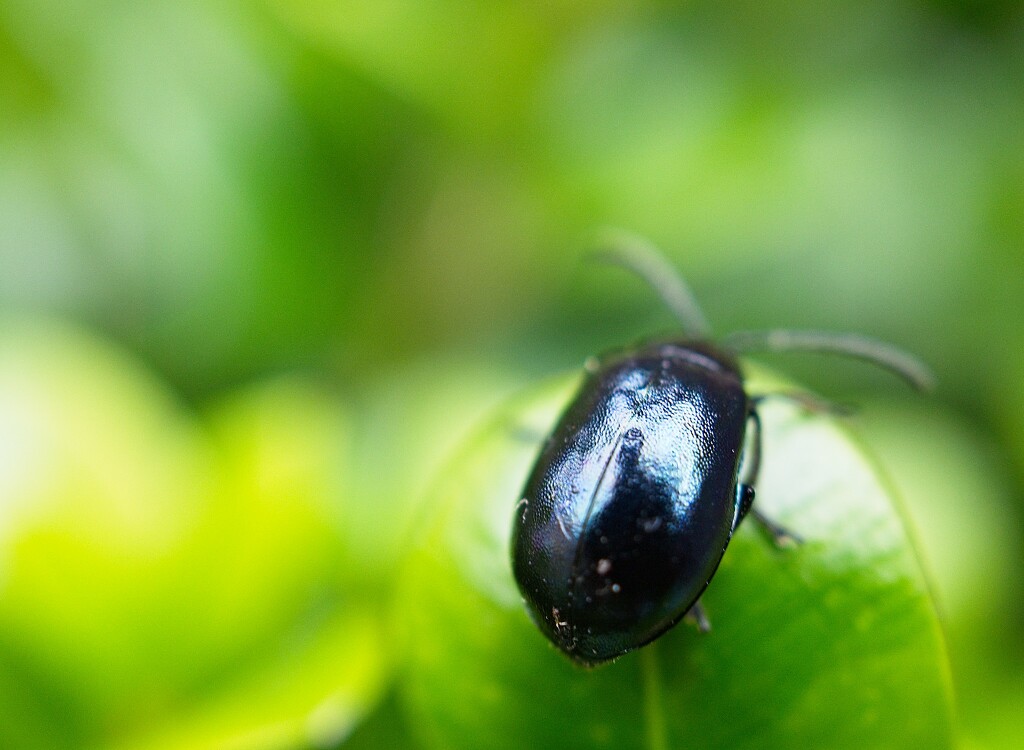 Small beetle by delboy207