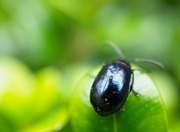 15th Jun 2022 - Small beetle