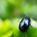 Small beetle by delboy207