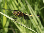 15th Jun 2022 - Widow skimmer dragonfly