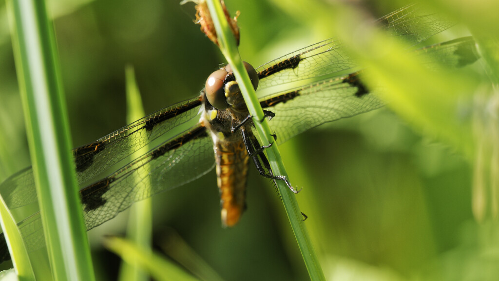 twelve-spotted skimmer dragonfly  by rminer