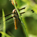 twelve-spotted skimmer dragonfly  by rminer