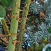 Speaking of Thorns  by gardencat