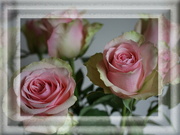 15th Jun 2022 - a gift of pink roses