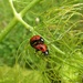 Taking a break from eating aphids! by jokristina