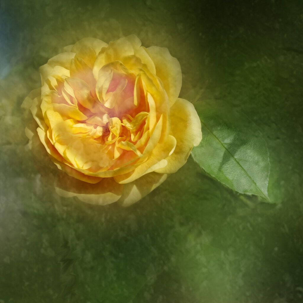 Yellow Rose by sanderling