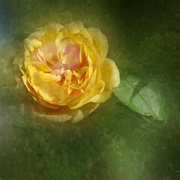 15th Jun 2022 - Yellow Rose