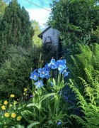 15th Jun 2022 - In a country cottage garden……..