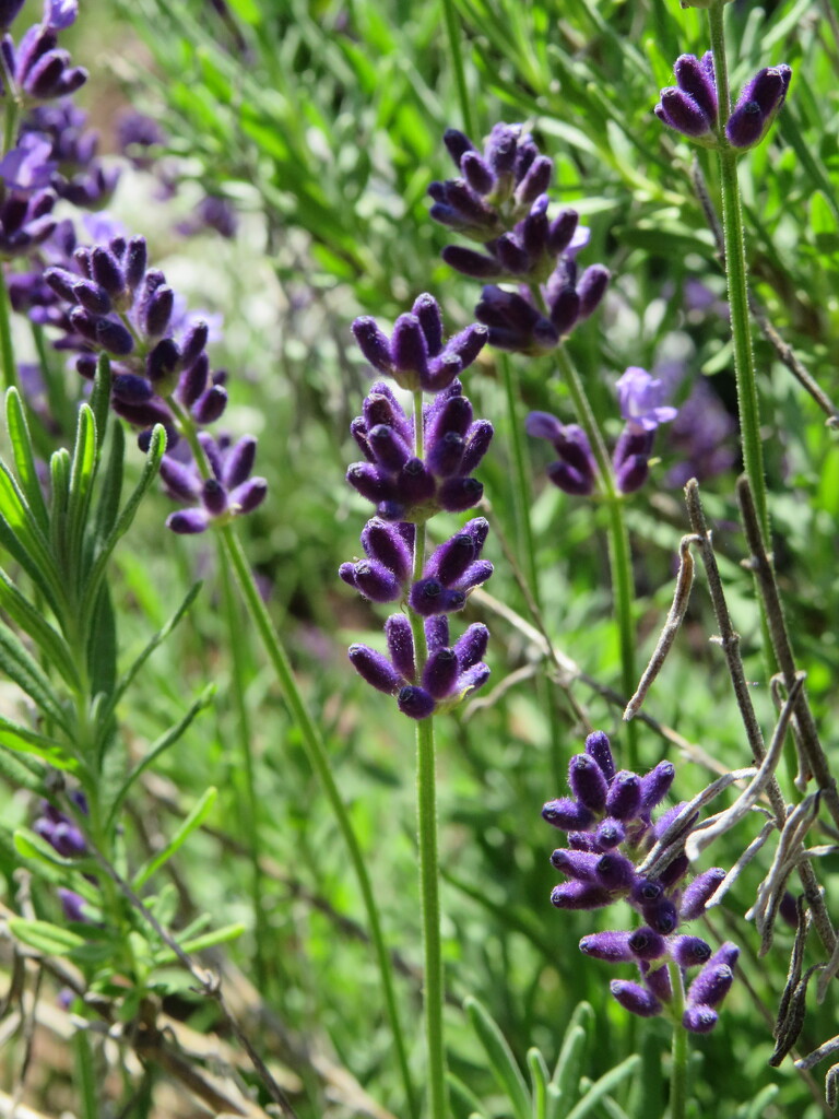 Lavender Plants in Bloom  by jo38