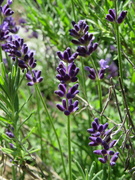 15th Jun 2022 - Lavender Plants in Bloom 