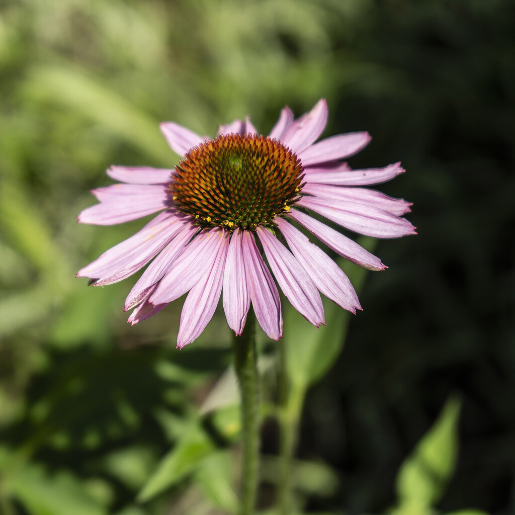 Echinacea Bloom by k9photo