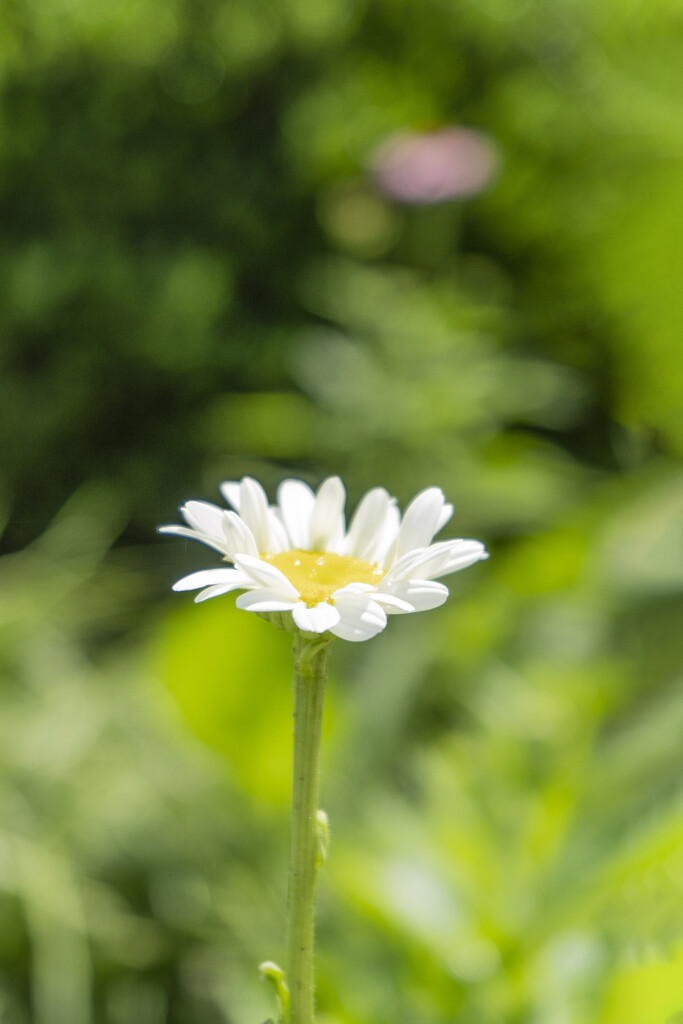 Shasta Daisy by k9photo