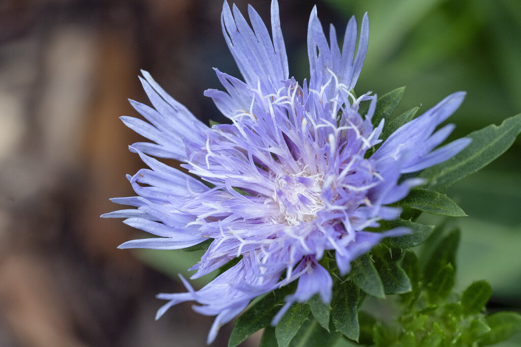 Stoke's Aster by k9photo