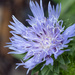 Stoke's Aster by k9photo