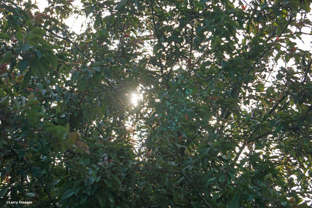 Crabapple tree by larrysphotos