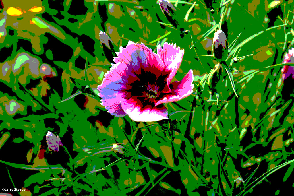Dianthus filtered by larrysphotos
